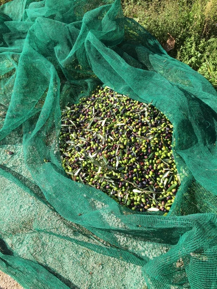 Verkostung von nativem Olivenöl extra auf dem Bauernhof in Toscolano 3